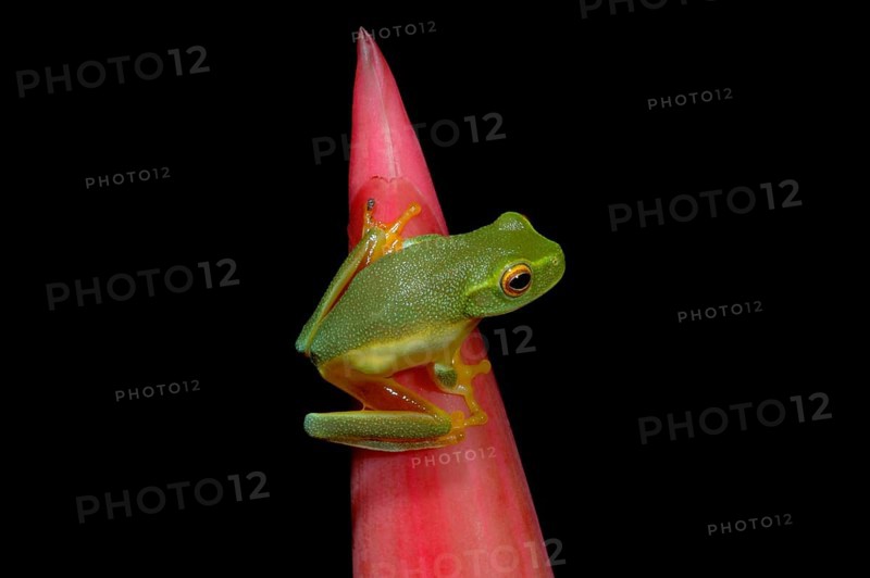 Treefrog