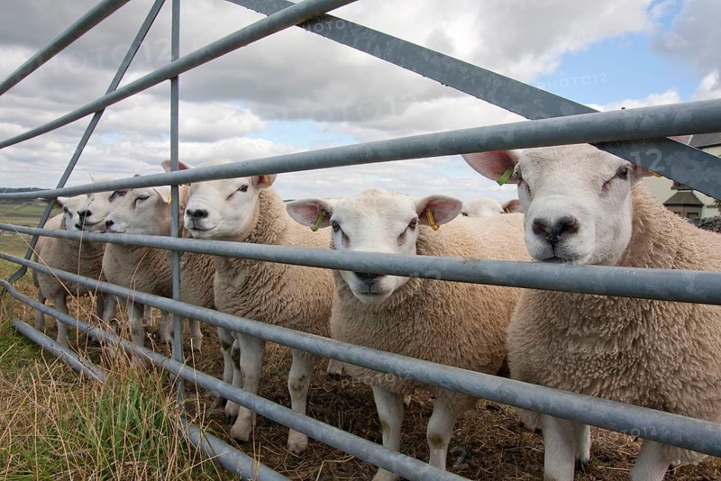 Domestic Sheep