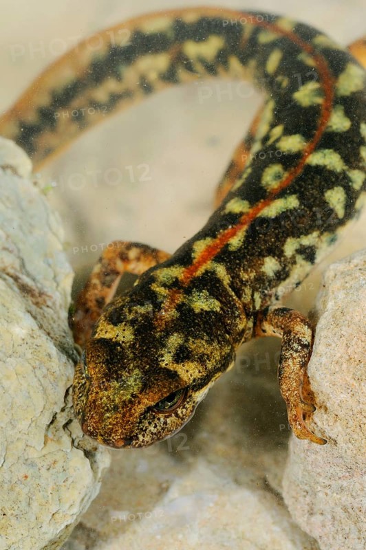 Sardinian brook salamander