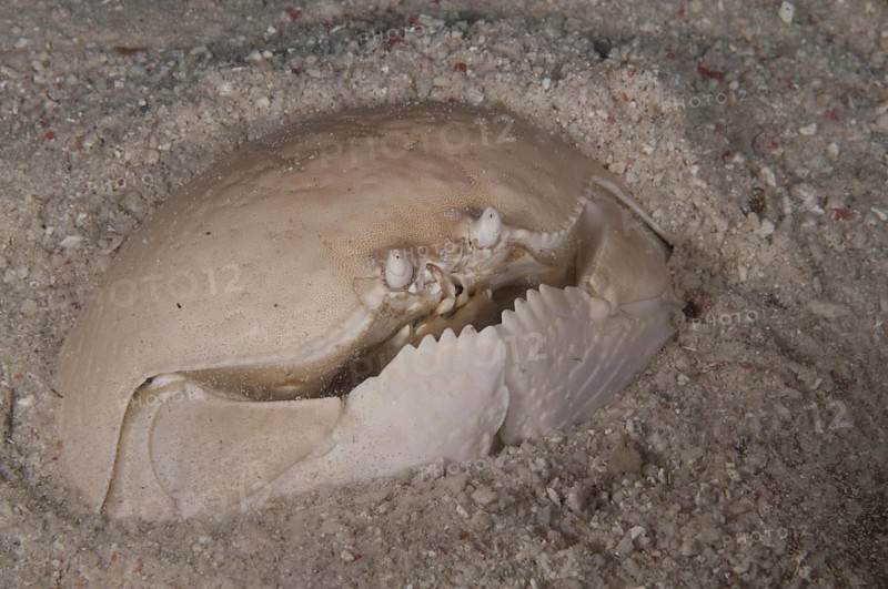 Spotted pubic crab
