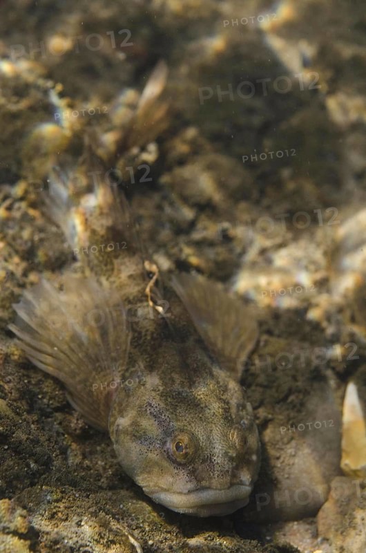 Bullhead