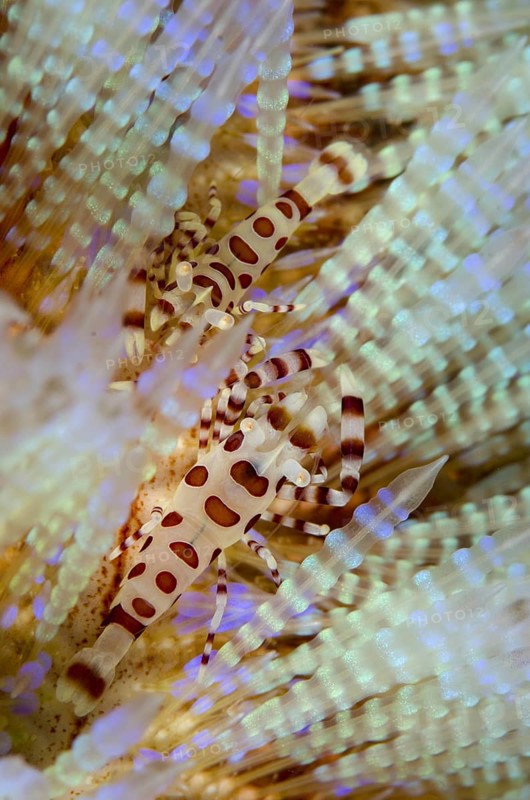 Coleman's Shrimp