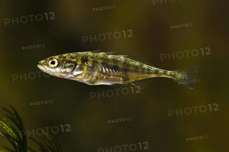 Three-spined Stickleback
