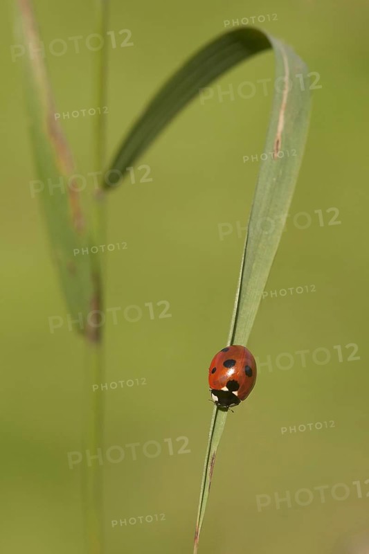 Seven-spot Ladybird
