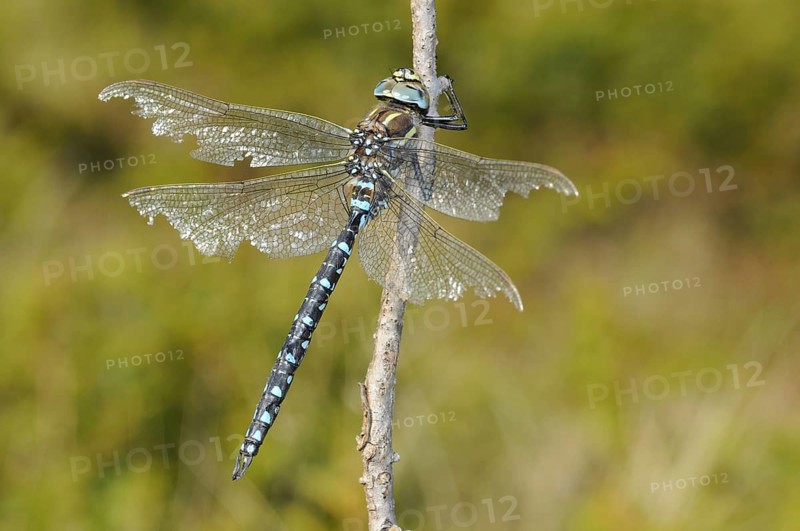 Common Hawker