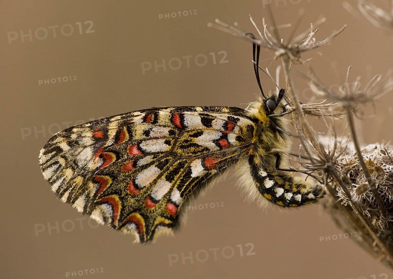 Spanish festoon