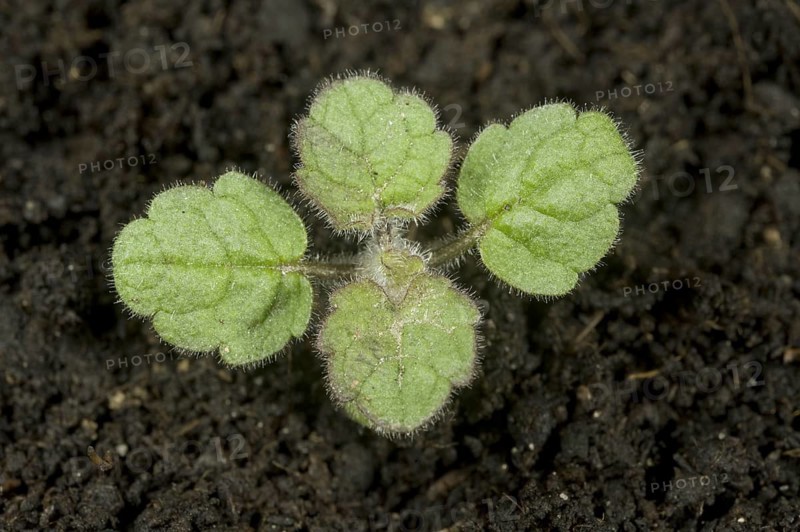 Hedge woundwort