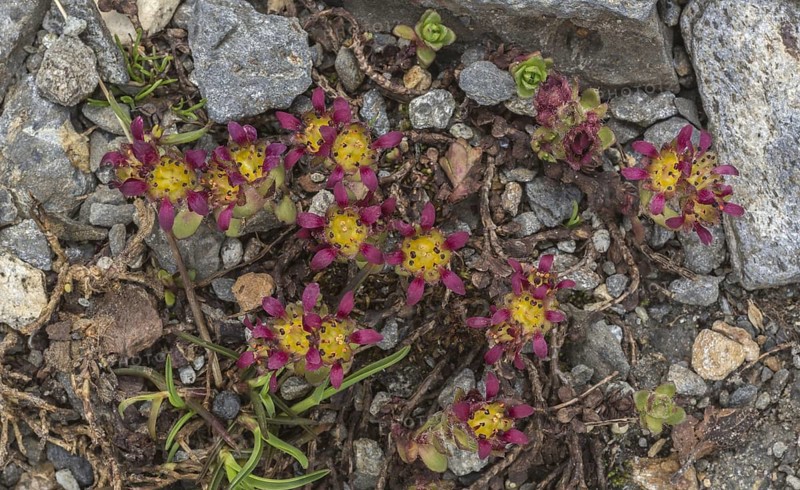 Two-flowered purple saxifrage