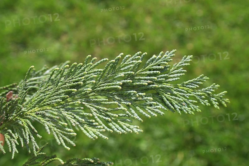 Lawson Cypress