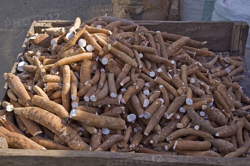 Cassava