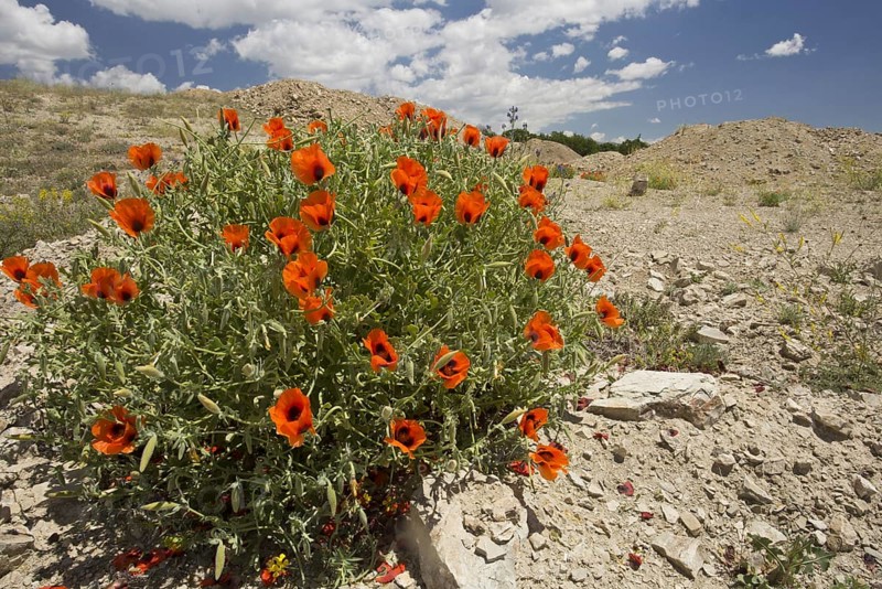 Large-flowered Horned Poppy