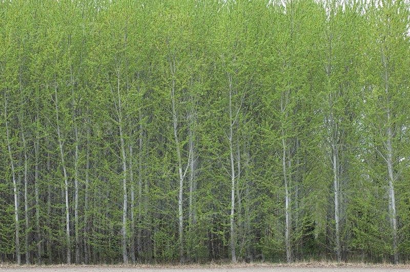 Aspen