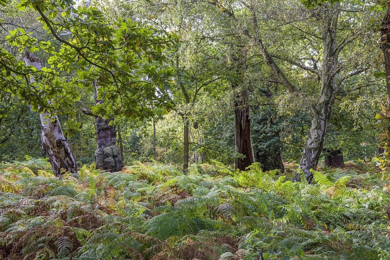 English oak