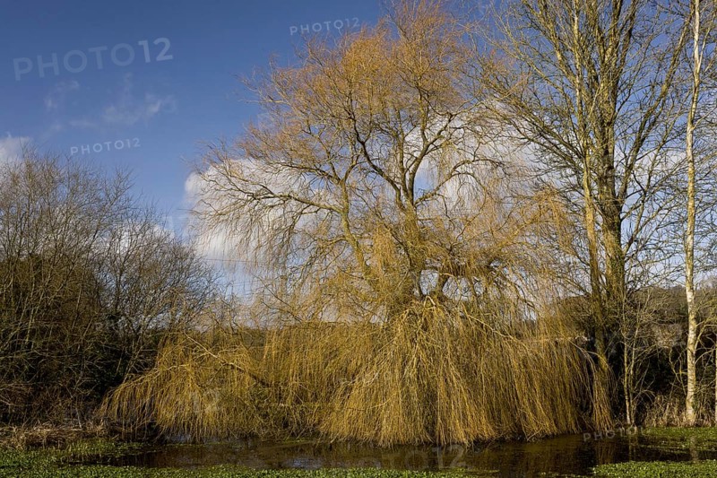 Weeping Willow
