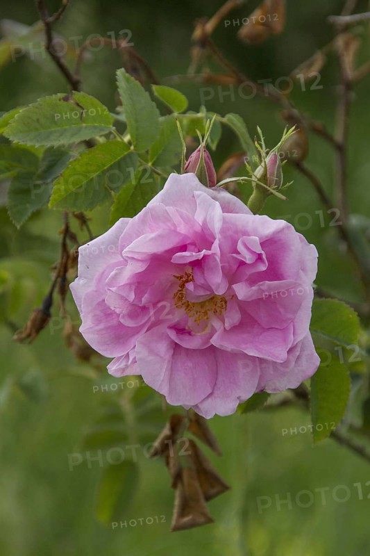 Close of the damask Rose
