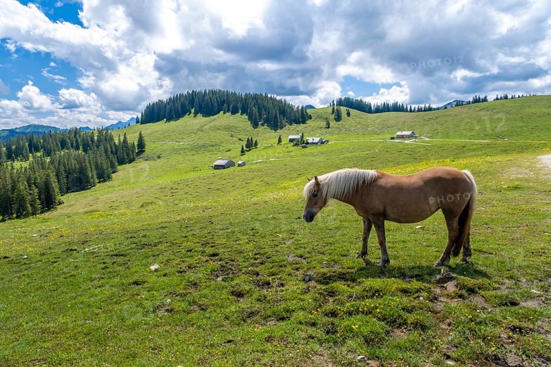 Horse