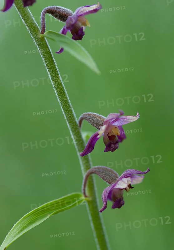 (Epipactis atrorubens)