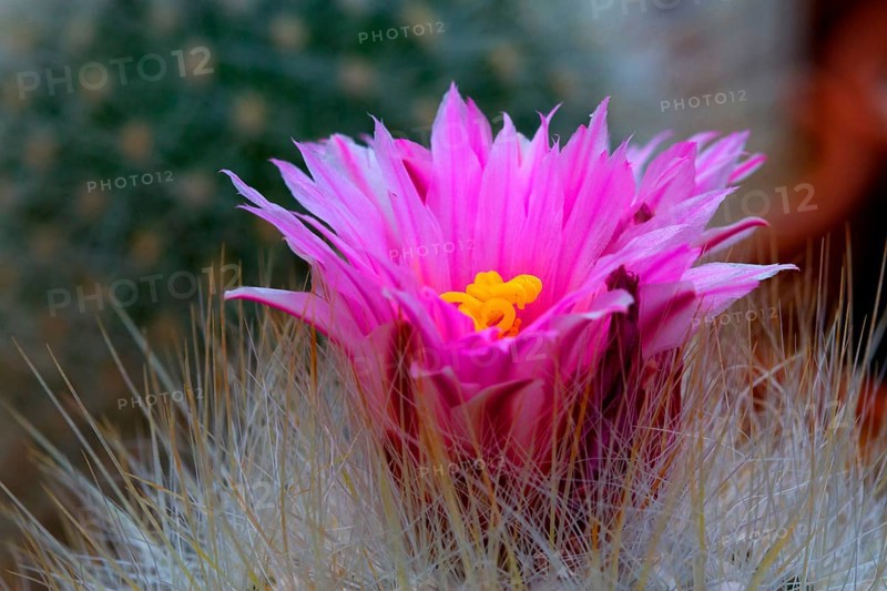 Thelocactus macdowellii