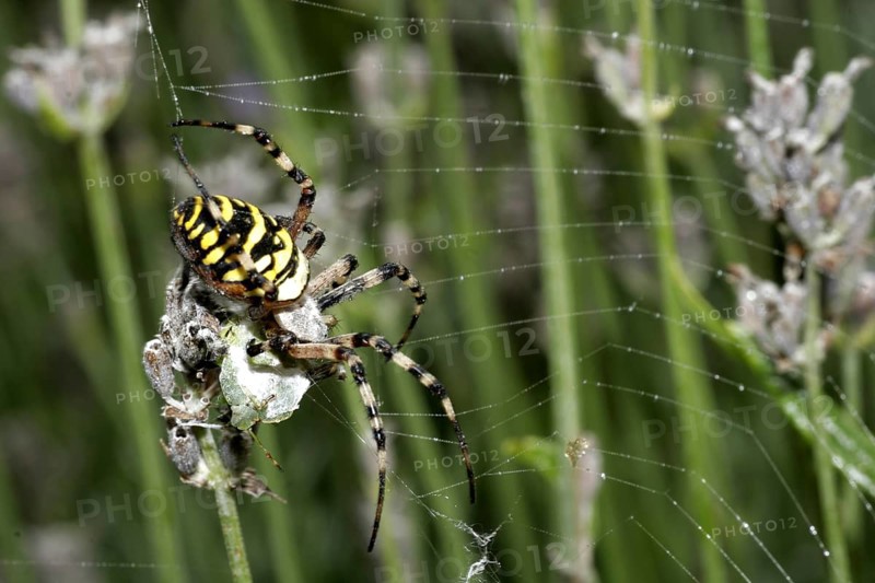 Wasp spider