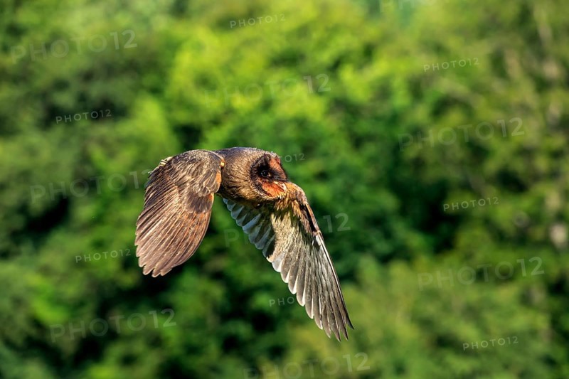Sao Tome Barn Owl