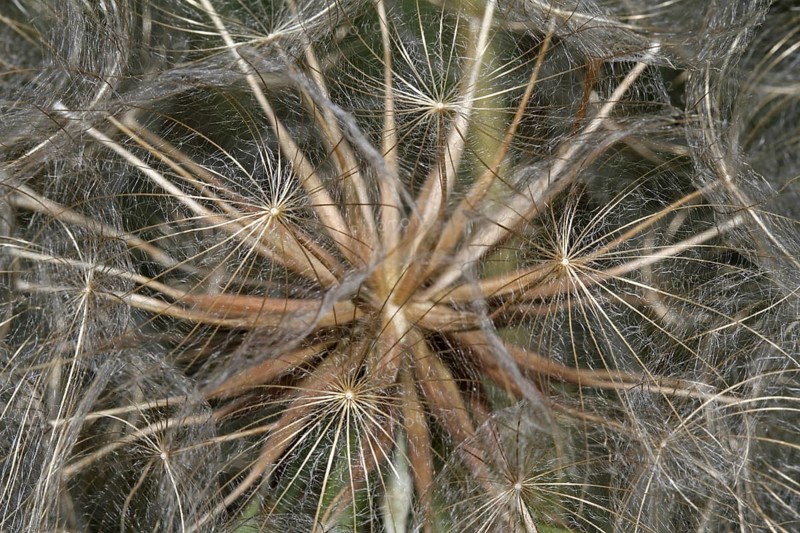 Meadow goatsbeard