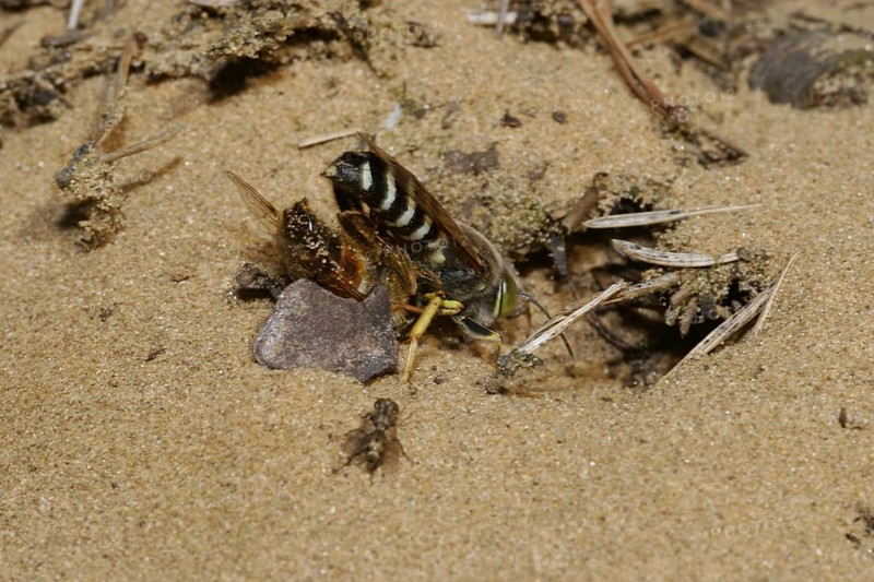 Beaked gyro wasp