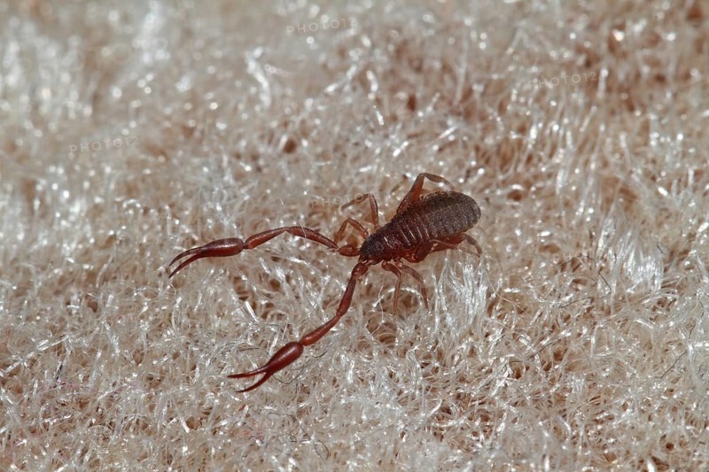 Book Scorpio