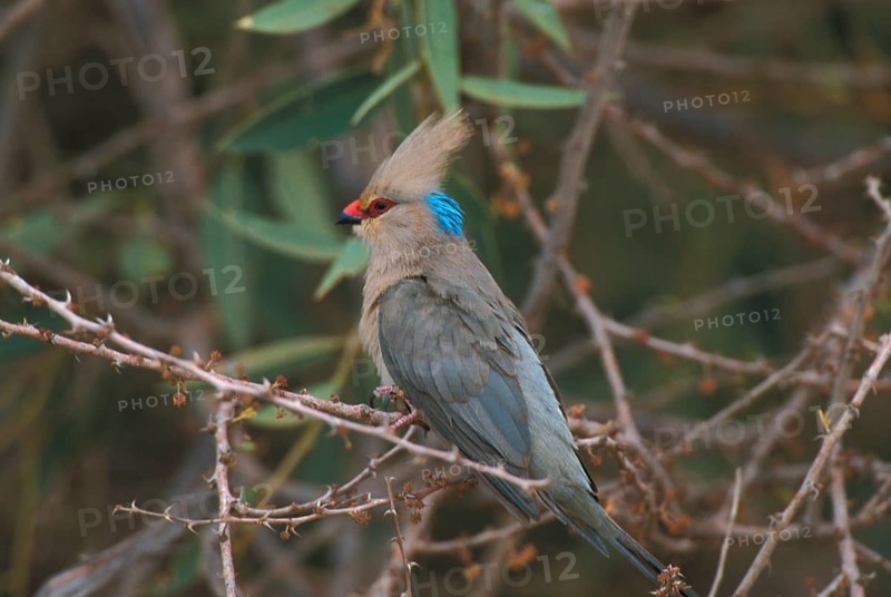 Blue-naped Mousebird