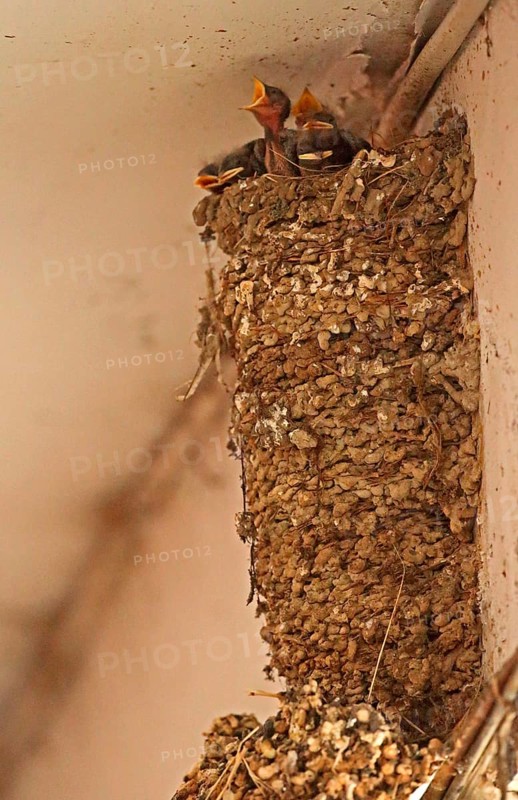 Barn Swallow