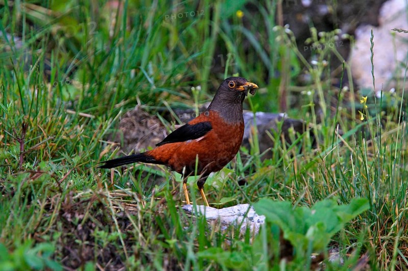 Chestnut thrush