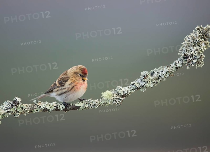 Lesser Redpoll