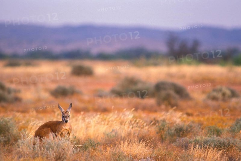 Red kangaroo
