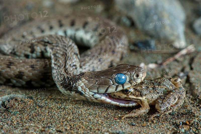 Grass Snake