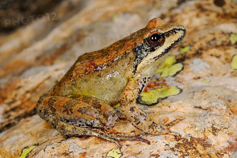 Pyrenean Frog