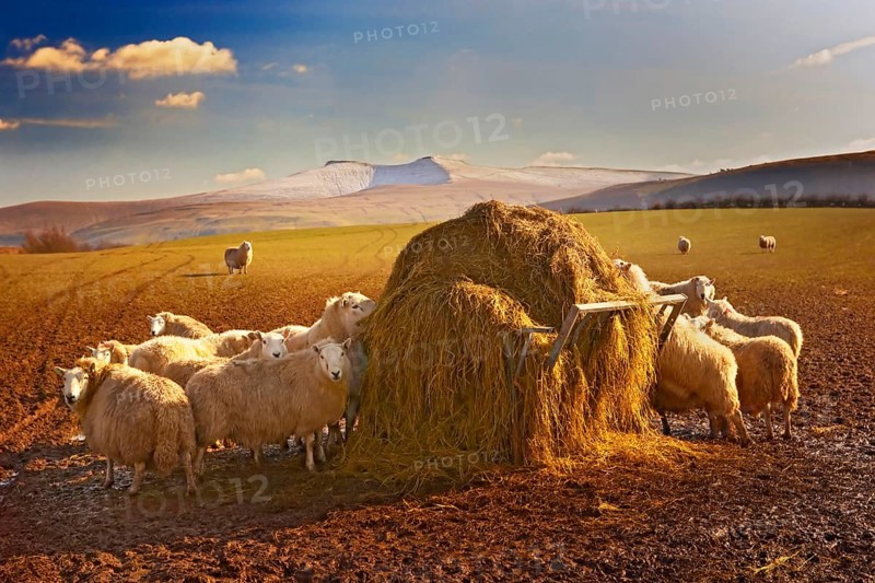 Domestic sheep