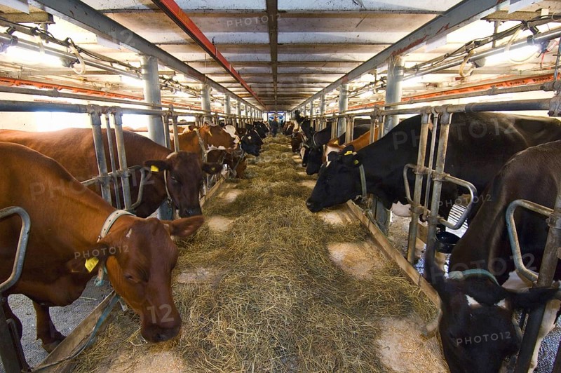 Dairy farming