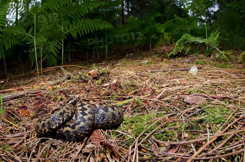 Adder