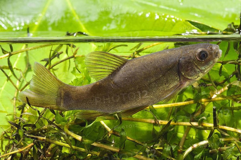 Tench