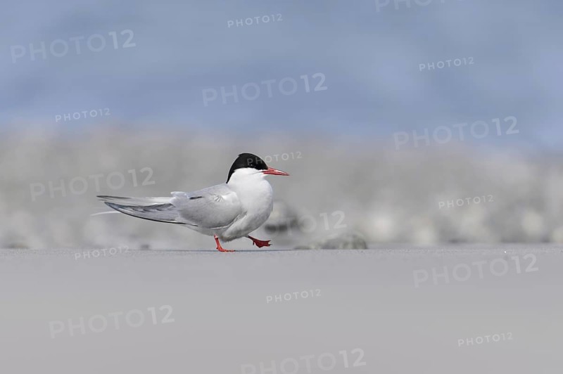 Arctic terns