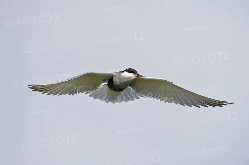 Whiskered Tern