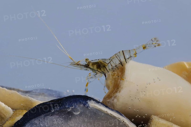 Saw prawn