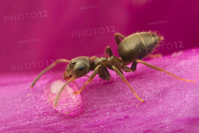 Black Garden Ant