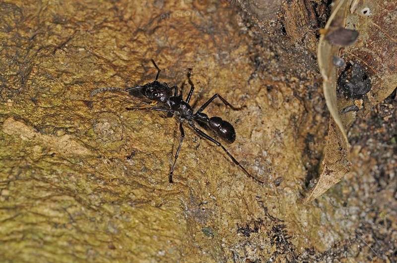 24-hour ant