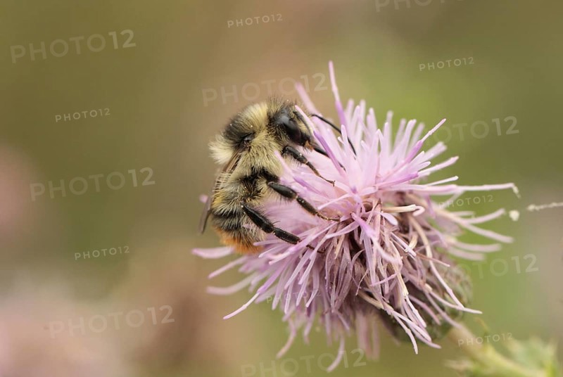 Shrill Carder Bee