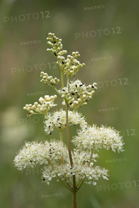 Meadowsweet flowers covered with beetles