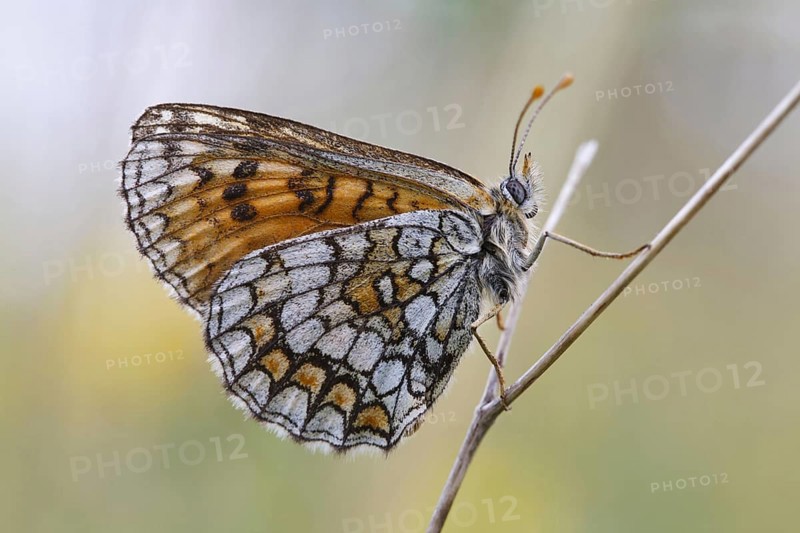 Meadow fritillary