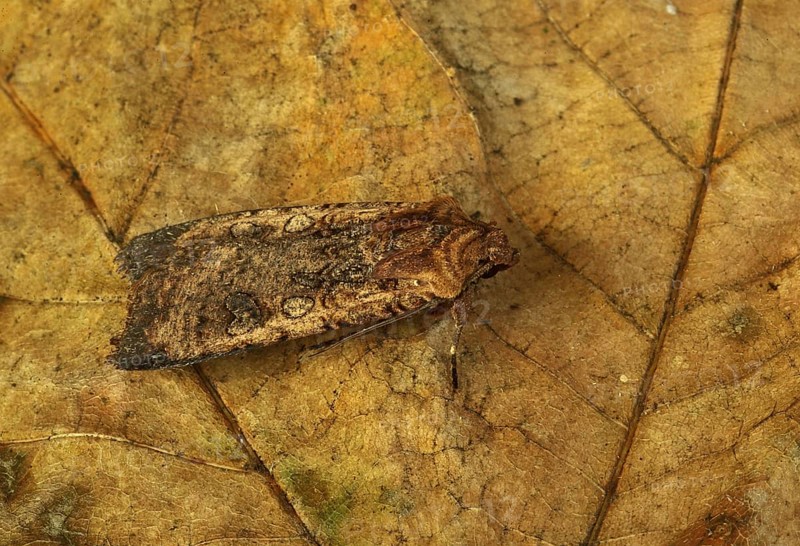 Pearly Underwing