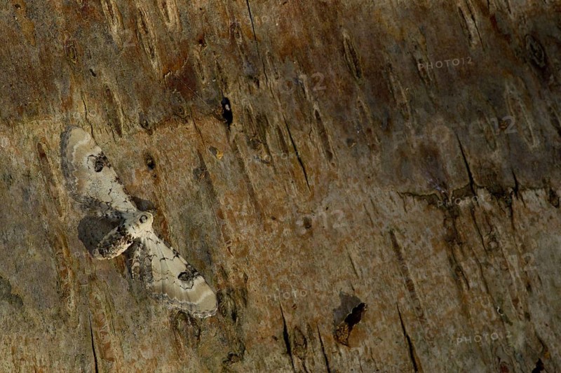 Lime-speck Pug
