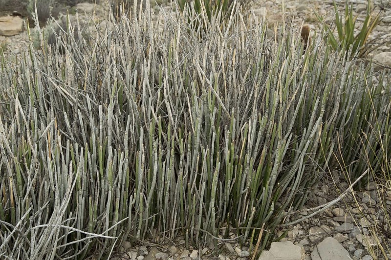 Candelilla
