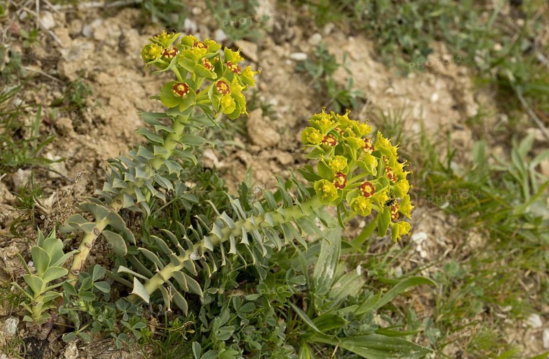Tithymalus myrsinites